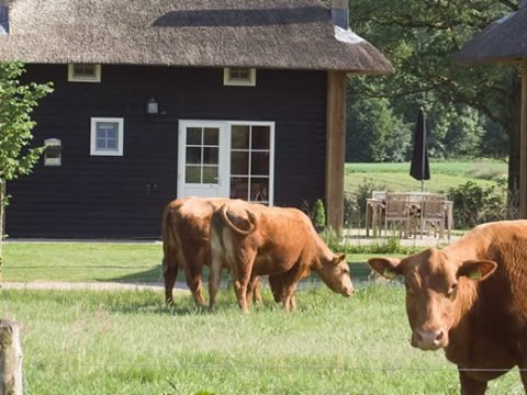 biologische boerderij Erve Woolderink